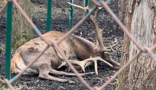 У Тернопільському зоокутку помирає олень
