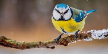 Тернопільщина ставить рекорди в перші дні нового року