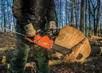 Три роки за зрізане дерево: Тернопільська Феміда продовжує дивувати