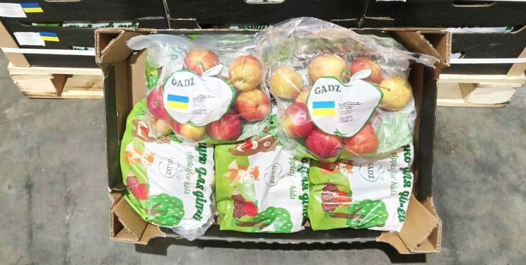 ФГ «Гадз» з Тернопільщини розширює яблучний експорт до Великої Британії