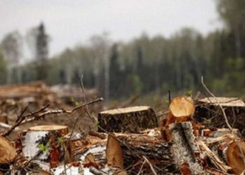 На Тернопільщині місцеві жителі знищують природний парк