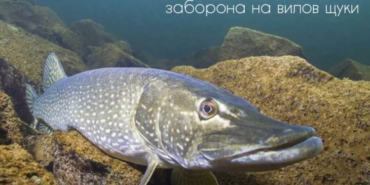 На Тернопільщині заборонили вилов прісноводного хижака