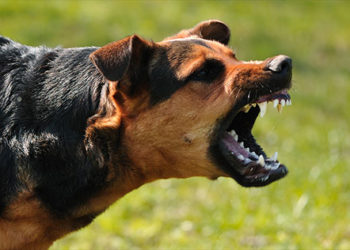 На Тернопільщині фіксують випадки сказу, вже є заражені люди