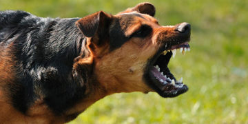 На Тернопільщині фіксують випадки сказу, вже є заражені люди