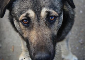 У місті на Тернопільщині масово виловлюють безпритульних собак