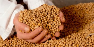 Посадовці з Тернопільщини продавали зерно до Білорусі