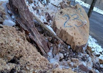 Поліція Тернопільщини затримала чоловіків, які крали ліс