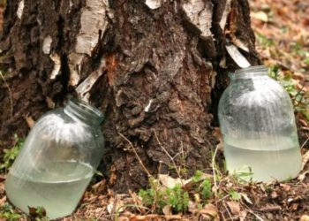 Жителів області, які збирають березовий сік в населених пунктах, будуть штрафувати на 1700 грн