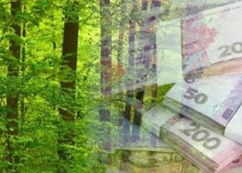 Прокуратура Тернопільщини судиться з філією “Львівської залізниці” за незаконну вирубку дерев