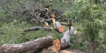 Тернопільські комунальники в центрі міста позрізали дерева, які були посадженні на початку минулого століття