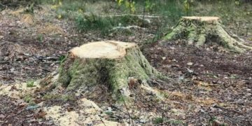 На Тернопільщині судитимуть лісника, який незаконно вирубав дерева