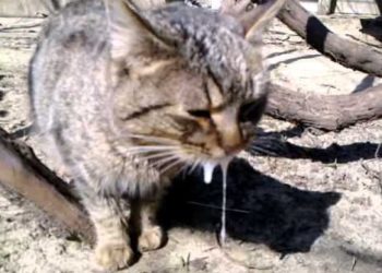 В громаді на Тернопільщині виявили сказ: ціле село має пройти план оздоровчих заходів