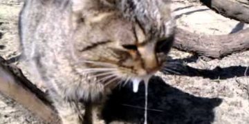 В громаді на Тернопільщині виявили сказ: ціле село має пройти план оздоровчих заходів