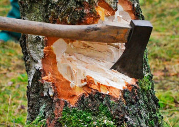 Чоловікові на Тернопільщині загрожує 5 років позбавлення волі за незаконну вирубку дерев у лісосмузі