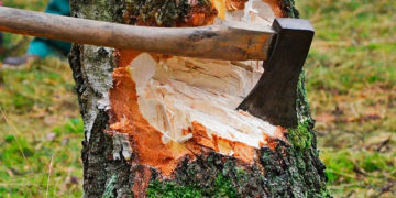 Чоловікові на Тернопільщині загрожує 5 років позбавлення волі за незаконну вирубку дерев у лісосмузі