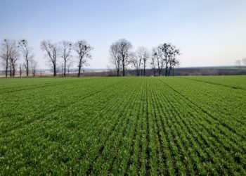 У «Контінентал» розпочалися весняні польові роботи