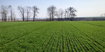 У «Контінентал» розпочалися весняні польові роботи