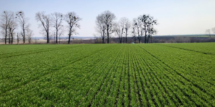 У «Контінентал» розпочалися весняні польові роботи