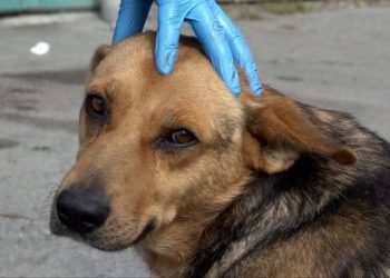 На Тернопільщині жінка хотіла зарубати собаку, тепер з цим буде розбиратися поліція