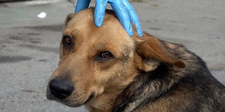 На Тернопільщині жінка хотіла зарубати собаку, тепер з цим буде розбиратися поліція