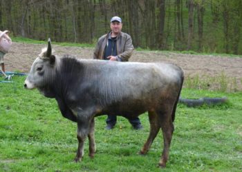 На Тернопільщині чоловік відкрив ферму, де розводить унікальних тварин