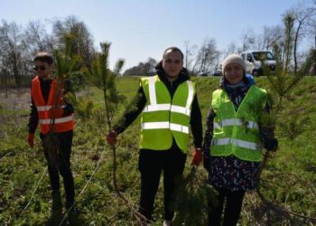 Захист від снігу: смуги відведення доріг на Тернопільщині отримали нові насадження
