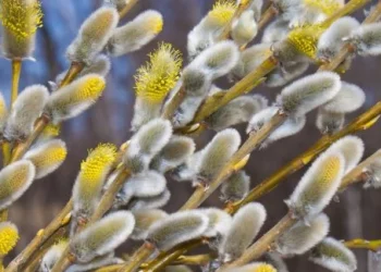 Синоптики розповіли, якою буде погода на Тернопільщині у Вербну неділю