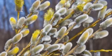 Синоптики розповіли, якою буде погода на Тернопільщині у Вербну неділю