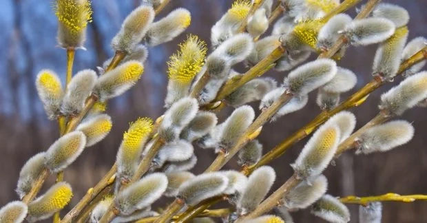 Синоптики розповіли, якою буде погода на Тернопільщині у Вербну неділю