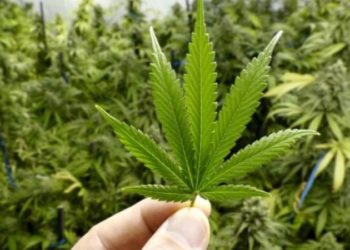 “Склянка дурману за 1000 гривень”, – двоє чоловіків на Тернопільщині вирішили організувати нелегальний бізнес