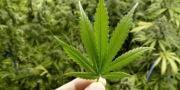 “Склянка дурману за 1000 гривень”, – двоє чоловіків на Тернопільщині вирішили організувати нелегальний бізнес