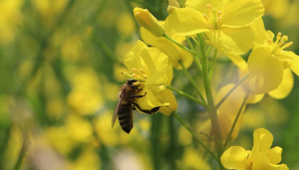 Для зручності бджолярів: медоносні культури на полях «Контінентал» можна відстежувати на інтерактивній карті