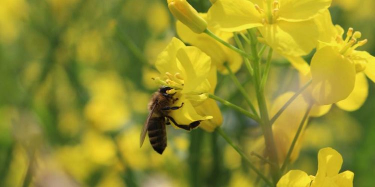 Для зручності бджолярів: медоносні культури на полях «Контінентал» можна відстежувати на інтерактивній карті