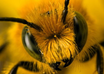 Мобільна пасіка з’явиться на Підгаєччині завдяки «Контінентал Фармерз Груп»