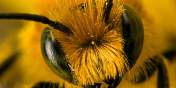 Мобільна пасіка з’явиться на Підгаєччині завдяки «Контінентал Фармерз Груп»