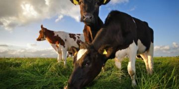 В громаді на Тернопільщині людям платитимуть гроші за те, що вони вирощують кіз та баранів