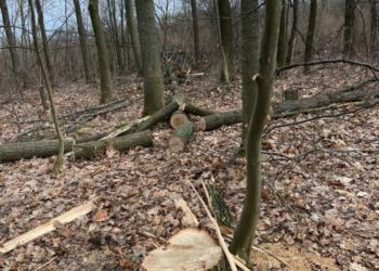 П’ять років в’язниці за зрізані дерева: на Тернопільщині будуть судити чоловіка, який завдав збитки на суму 270 тисяч