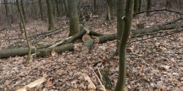 П’ять років в’язниці за зрізані дерева: на Тернопільщині будуть судити чоловіка, який завдав збитки на суму 270 тисяч
