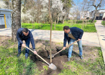 В одному з парків Тернополя висадили 30 екзотичних дерев