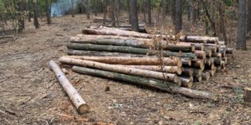 На Тернопільщині судитимуть двох лісників, які незаконно вирубали дерев на 64 тисячі гривень