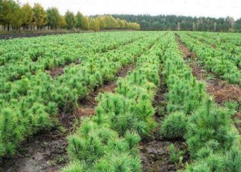 На Тернопільщині висадили майже 1 мільйон нових дерев