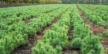 На Тернопільщині висадили майже 1 мільйон нових дерев