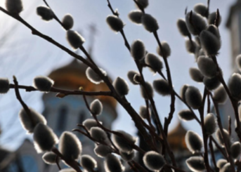 Жителям Тернопільщини  розповіли, де в жодному разі не можна брати гілочки для освячення на Вербну неділю