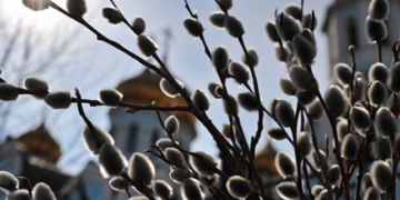 Жителям Тернопільщини  розповіли, де в жодному разі не можна брати гілочки для освячення на Вербну неділю