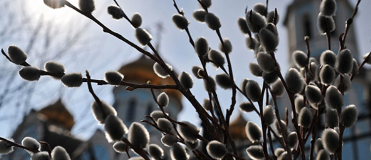 Жителям Тернопільщини  розповіли, де в жодному разі не можна брати гілочки для освячення на Вербну неділю