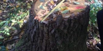 Житель Тернопільщини незаконно вирубав дерев на понад мільйон гривень