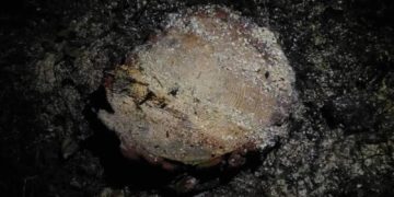 На Тернопільщині судитимуть чоловіка, який зрубав дерево на території заказника місцевого значення