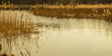 На Тернопільщині двоє чоловіків потонули в приватному ставку