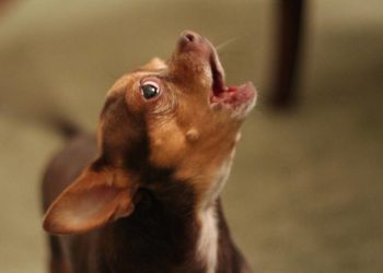 Кривава подія в Тернополі: жінка вбила собаку, викинувши її з вікна