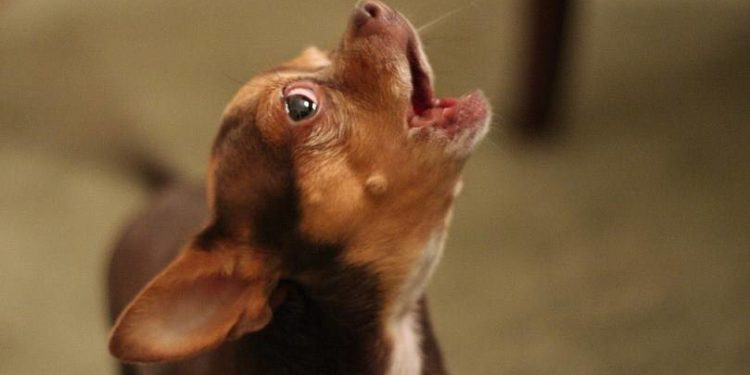 Кривава подія в Тернополі: жінка вбила собаку, викинувши її з вікна